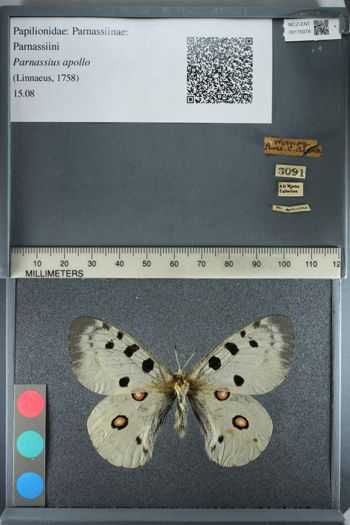Media type: image;   Entomology 175079